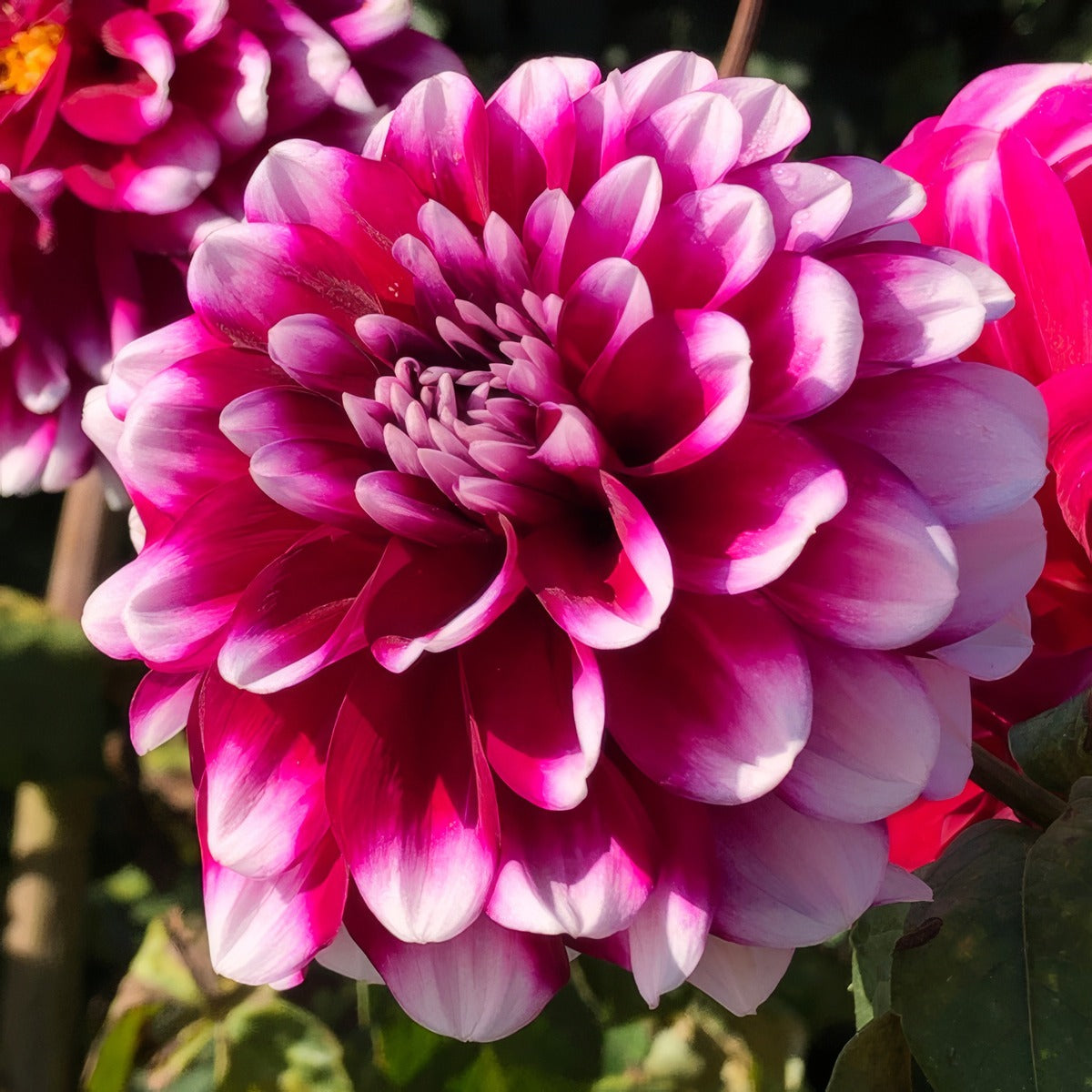 Dahlia Helena 20 Pkdahhel - Garden Express Australia