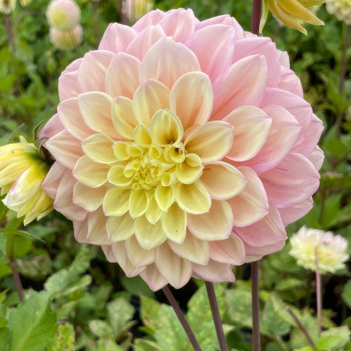 Dahlia Jody Lyn Pkdahjly - Garden Express Australia