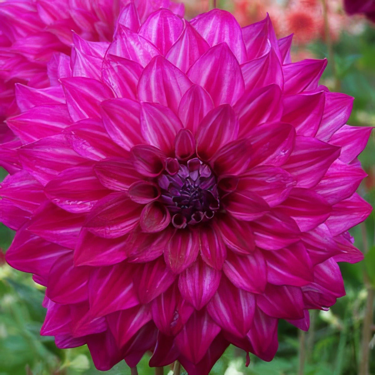 Dahlia Kashmir Pkdahkas - Garden Express Australia