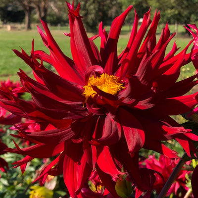 Dahlia Kenora Macop Pkdahkma - Garden Express Australia
