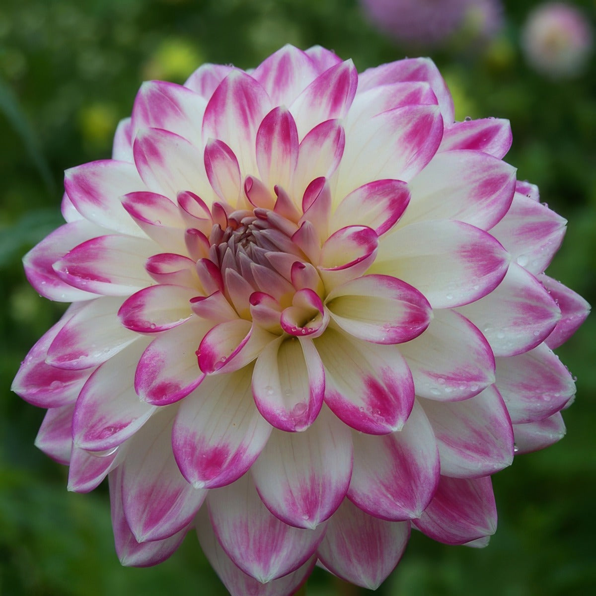 Dahlia Lollipop Pkdahlol - Garden Express Australia
