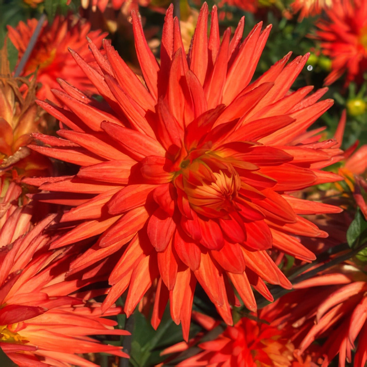 Dahlia Melissa Pkdahmel - Garden Express Australia