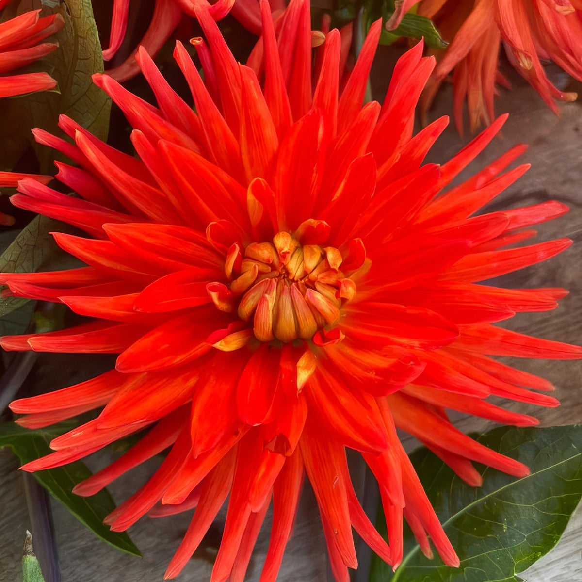 Pkdahmel Dahlia Melissa Single - Garden Express Australia