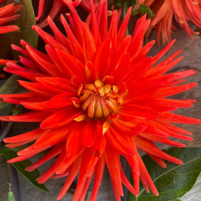 Pkdahmel Dahlia Melissa Single - Garden Express Australia