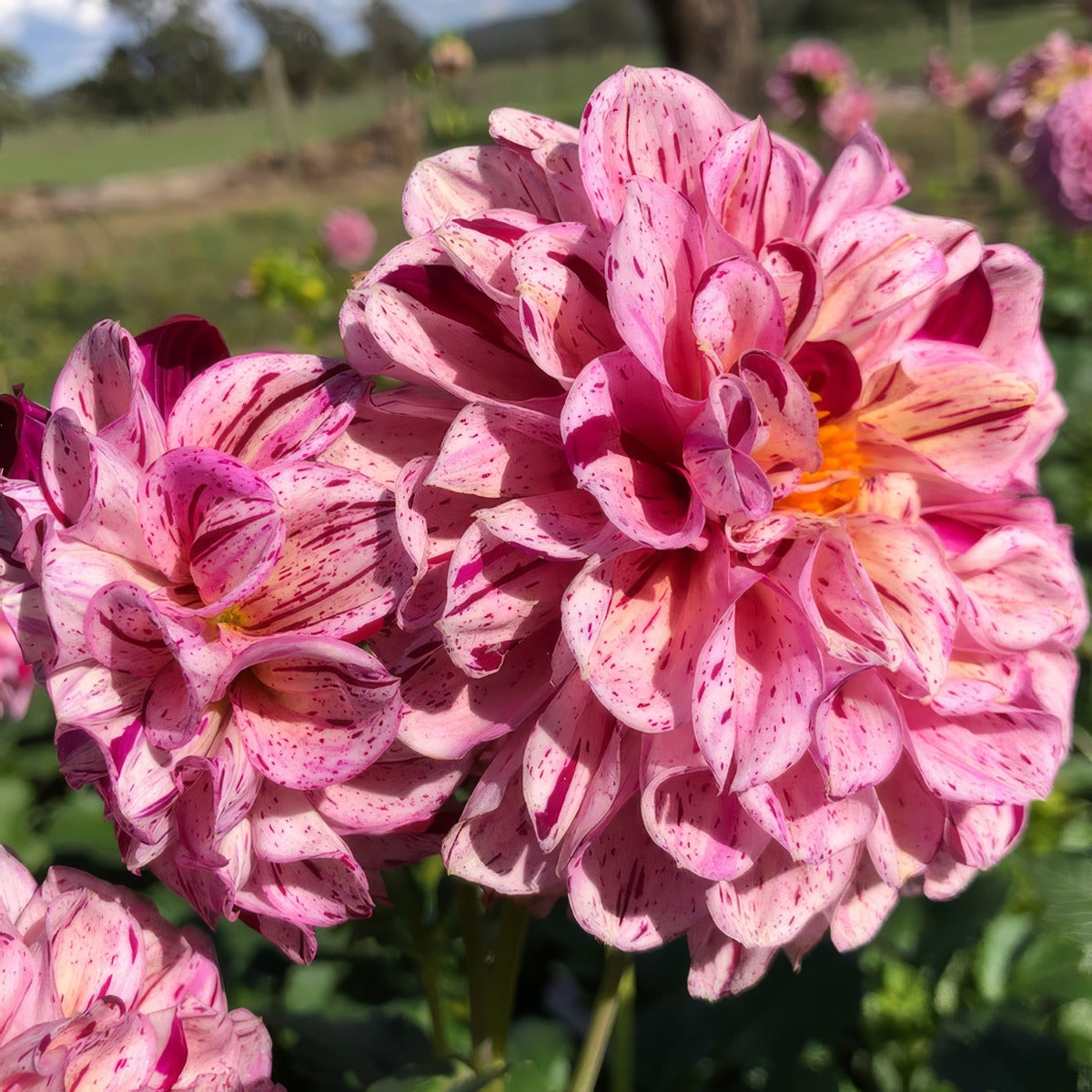Dahlia Mauve Speckles Pkdahmsp - Garden Express Australia