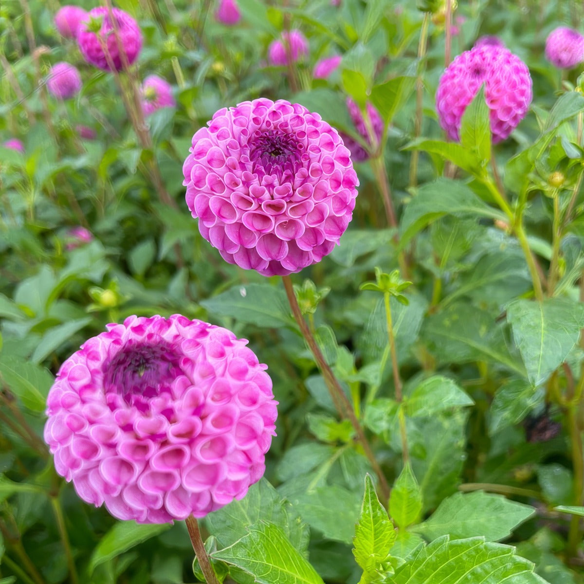 Dahlia Noreen Pkdahnor - Garden Express Australia