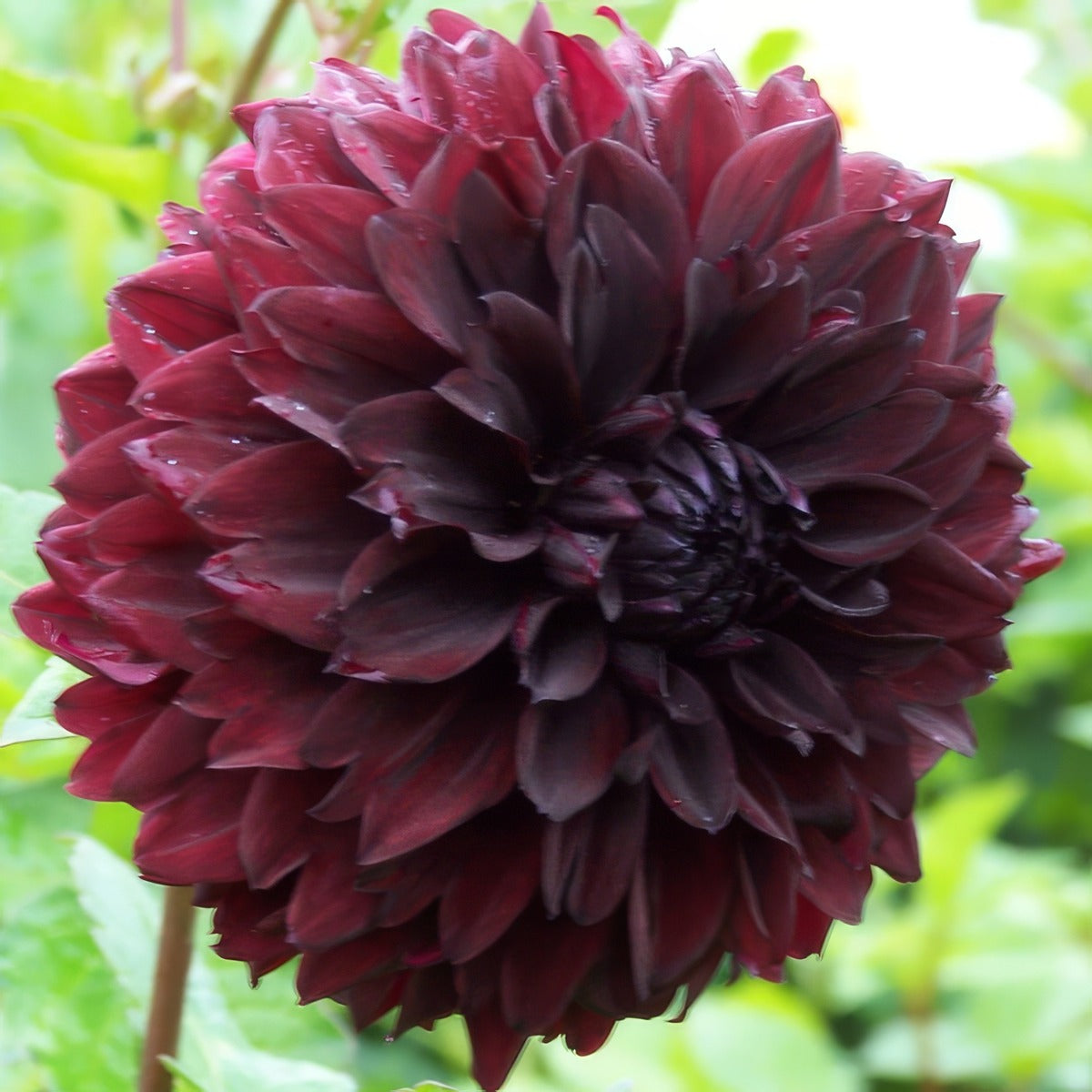Dahlia Nugget Pkdahnug - Garden Express Australia