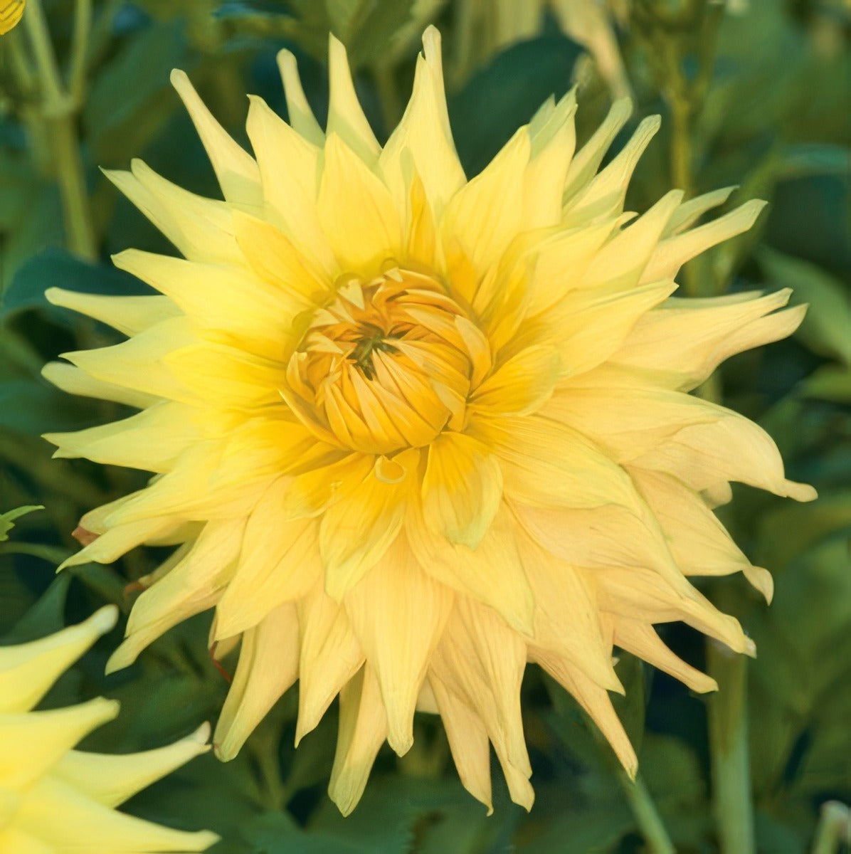 Dahlia Reg Kappler Fm 14260305pa 15 - Garden Express Australia