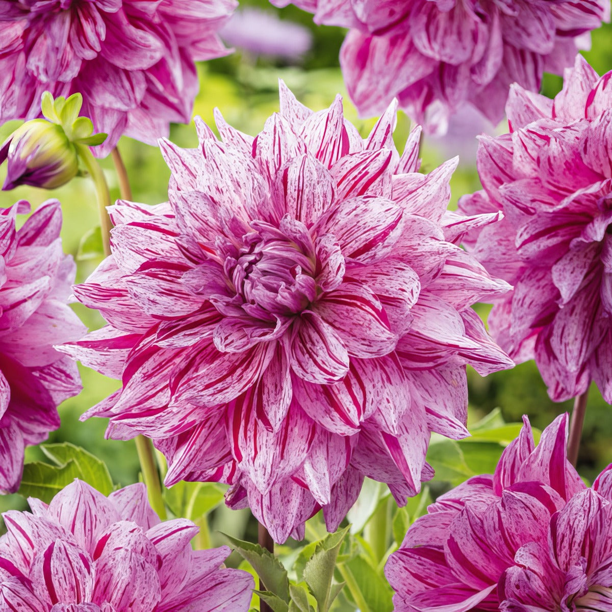 Dahlia Samoan Prince Pkdahsap - Garden Express Australia