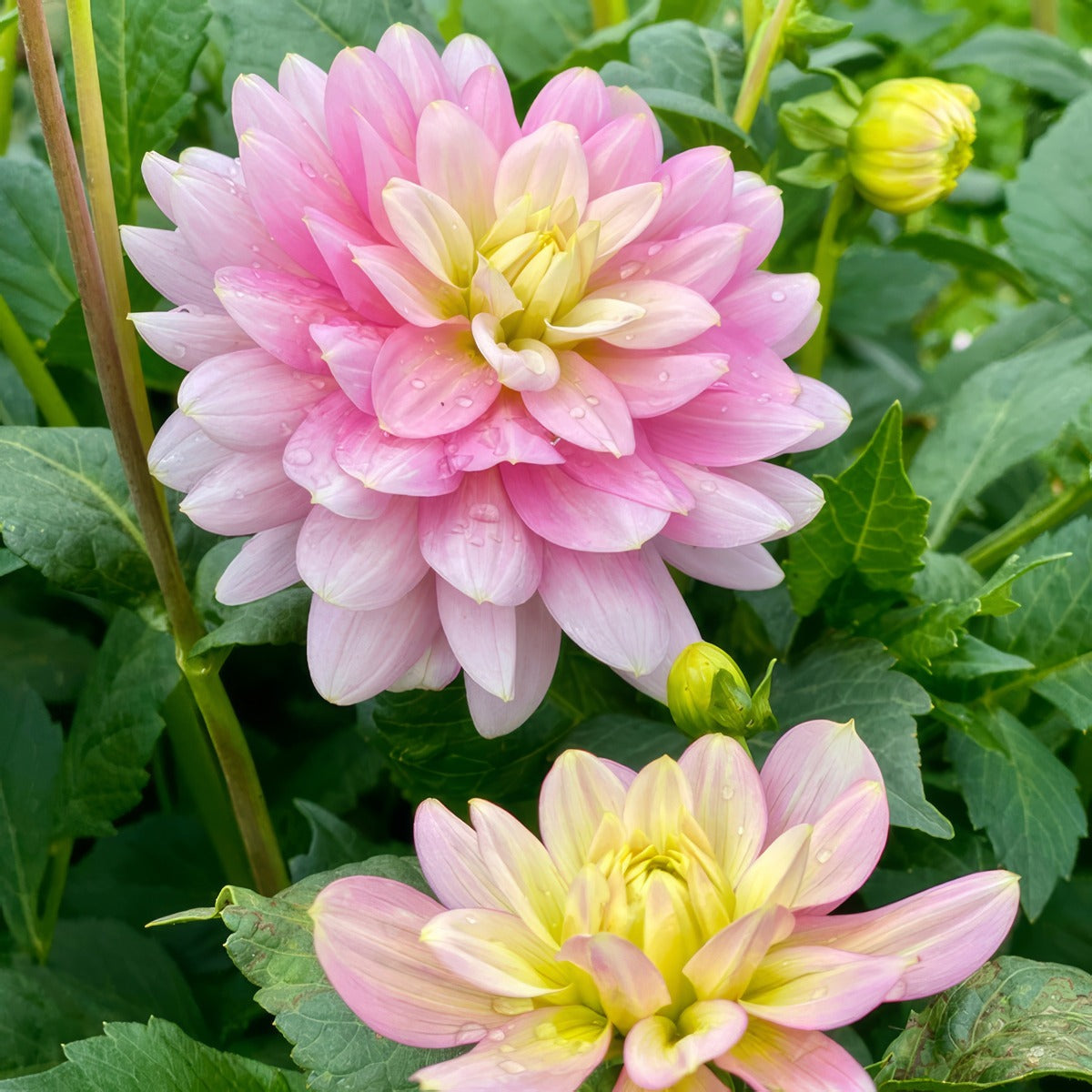 Dahlia Seagull 2021 Pkdahsea - Garden Express Australia