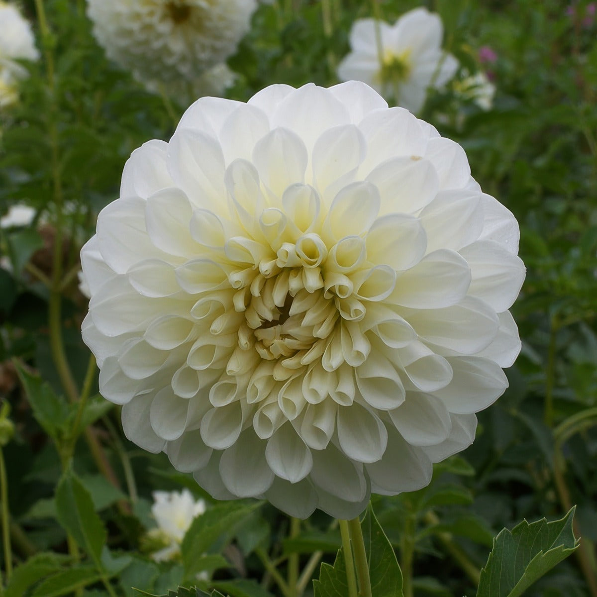 Dahlia Snow Princess Pkdahsnp - Garden Express Australia
