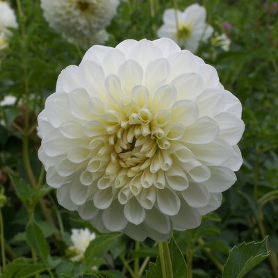 Dahlia Snow Princess Pkdahsnp - Garden Express Australia