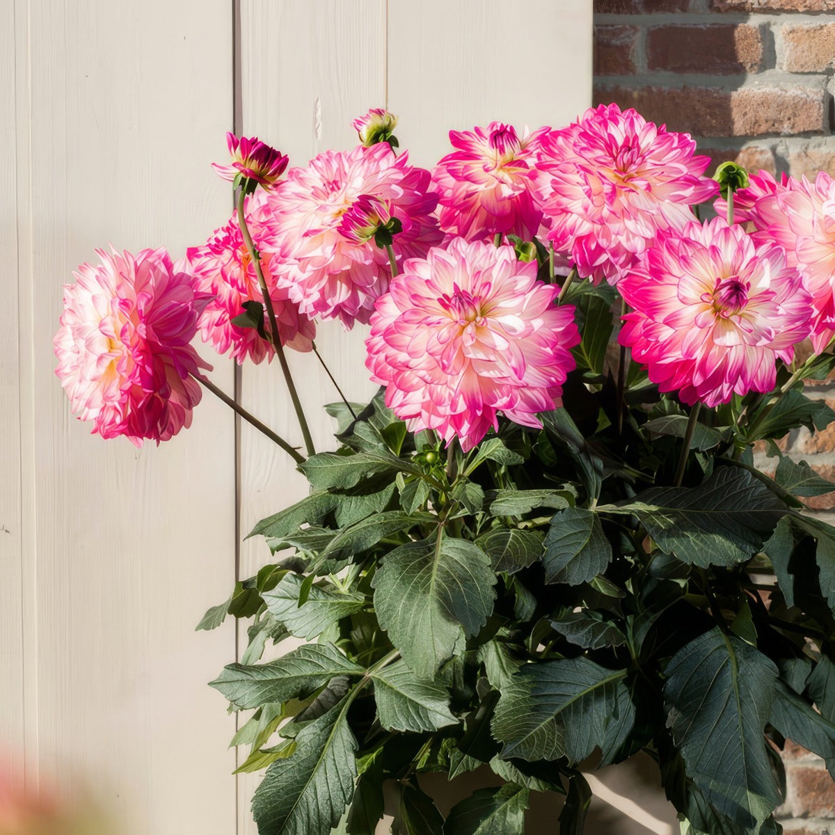 Dahlia Sincerity Rose Bicolour - Garden Express Australia
