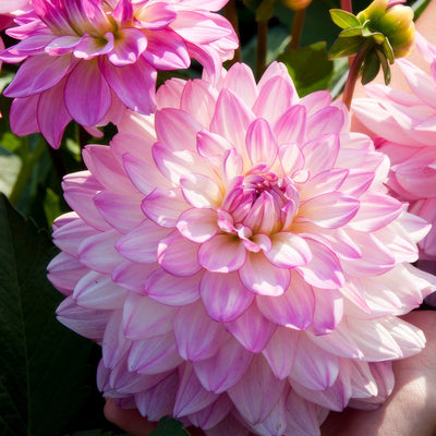 Dahlia Sincerity Rose Bicolour Pkdahsrb - Garden Express Australia