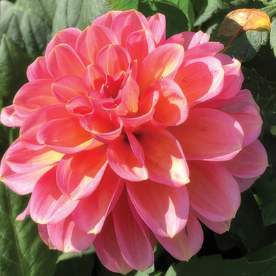 Dahlia Sunnyrose Pkdahsro - Garden Express Australia