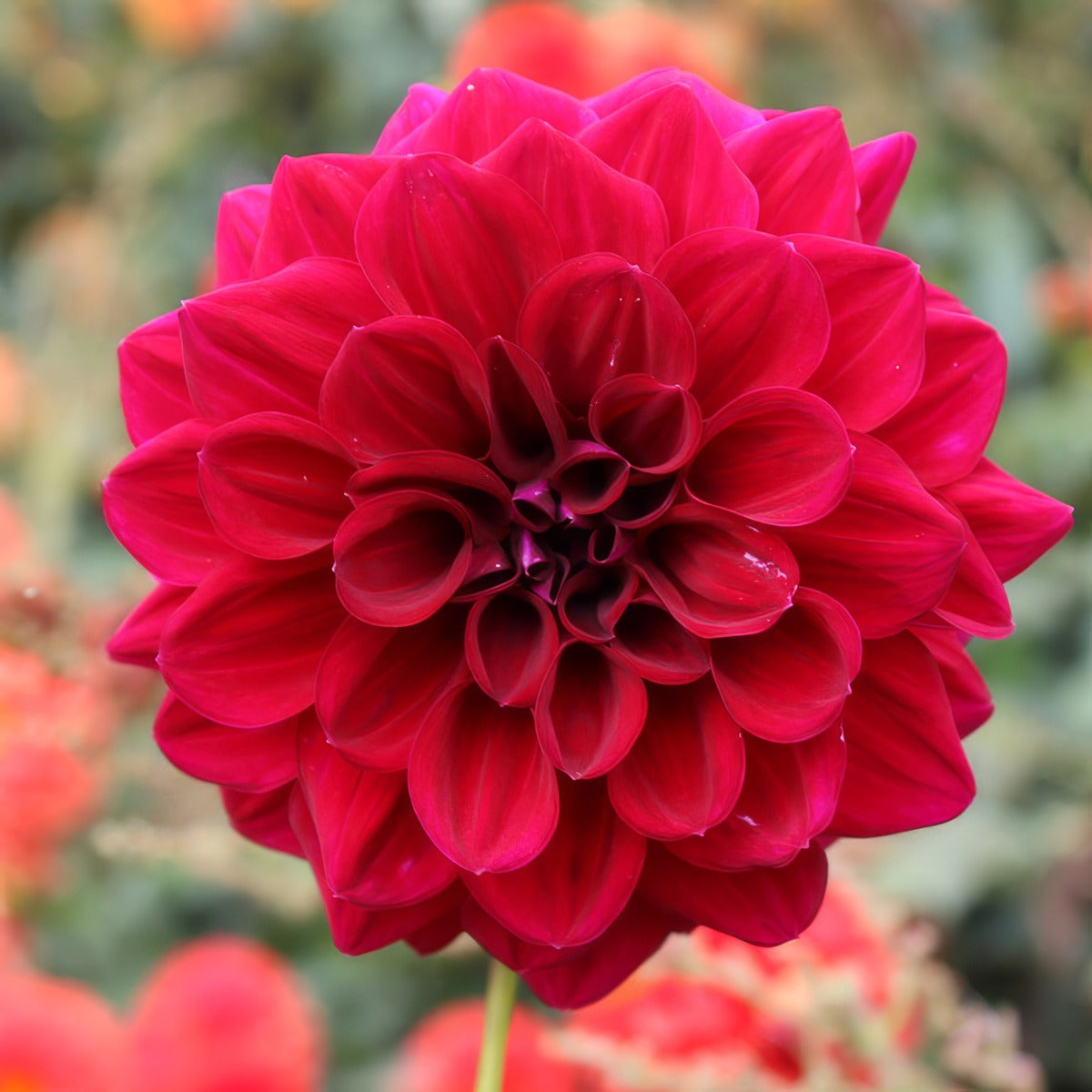 Dahlia Sultans Sire Pkdahssi - Garden Express Australia