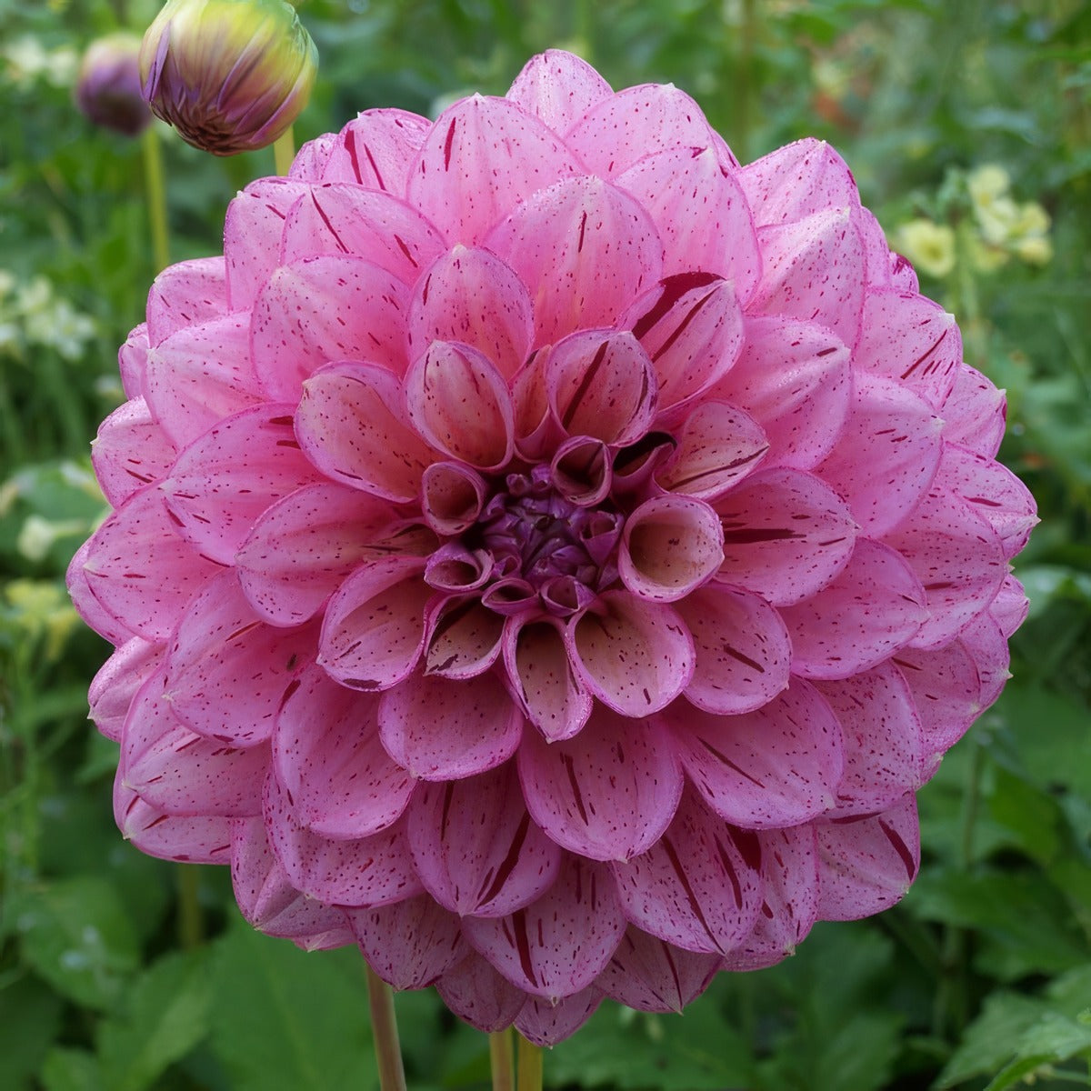 Dahlia Sultan Pkdahsul - Garden Express Australia