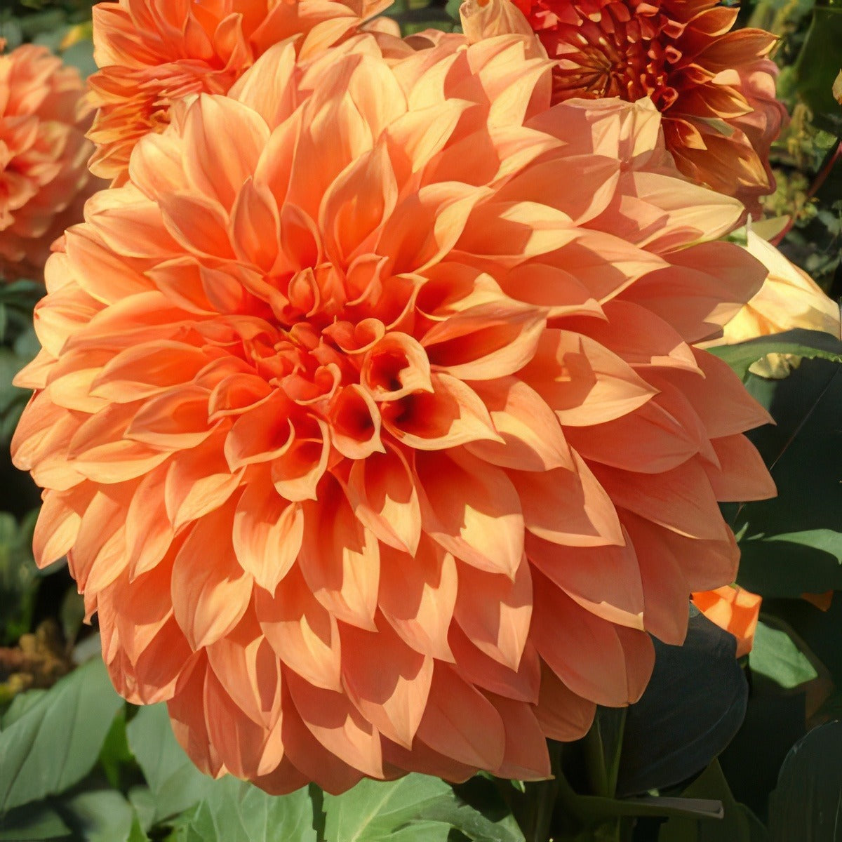Dahlia Sunset Pkdahsun - Garden Express Australia