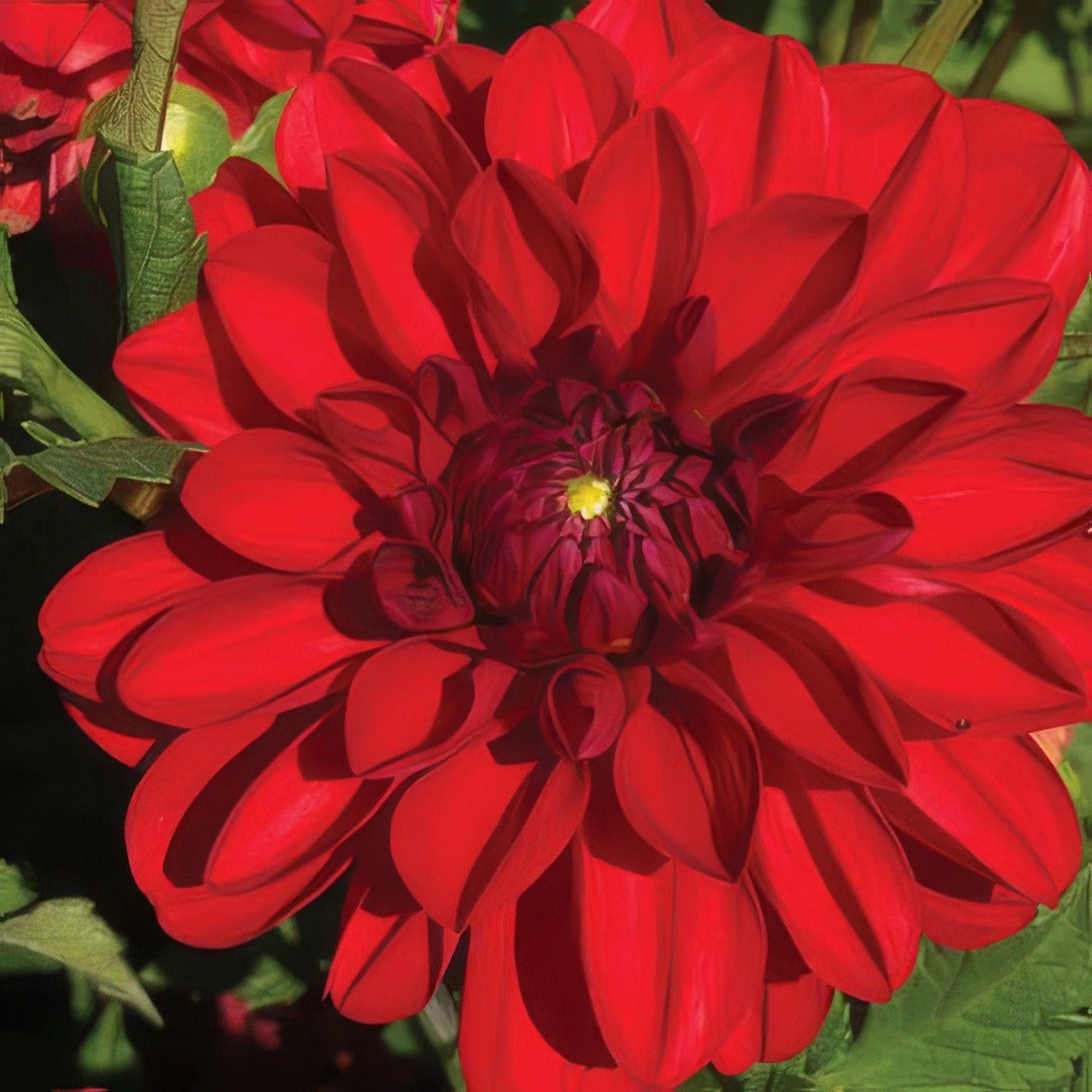 Dahlia Tango Pkdahtan - Garden Express Australia
