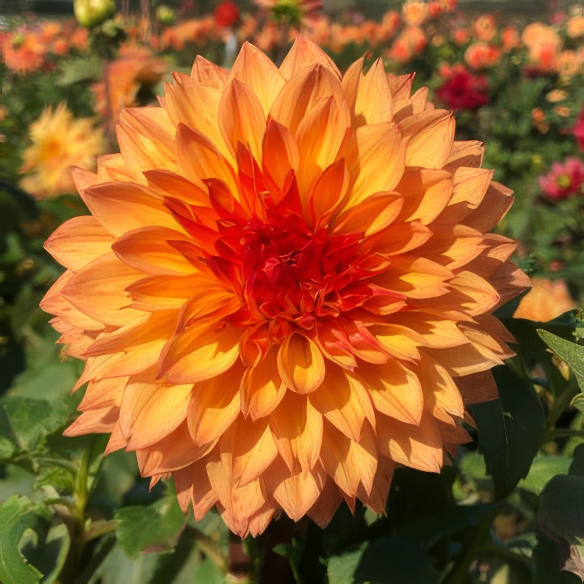Dahlia Teddy Bear