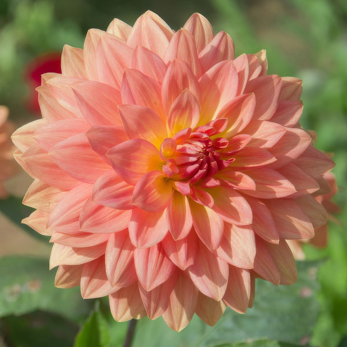 Dahlia Urica Pkdahuri - Garden Express Australia