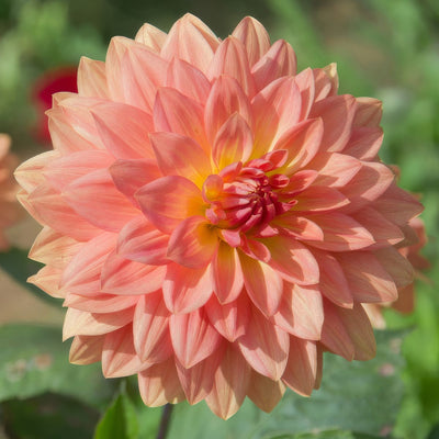 Dahlia Urica Pkdahuri - Garden Express Australia
