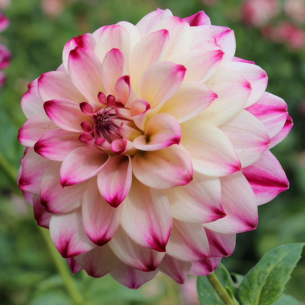 Dahlia Wine And Roses Pkdahwar - Garden Express Australia