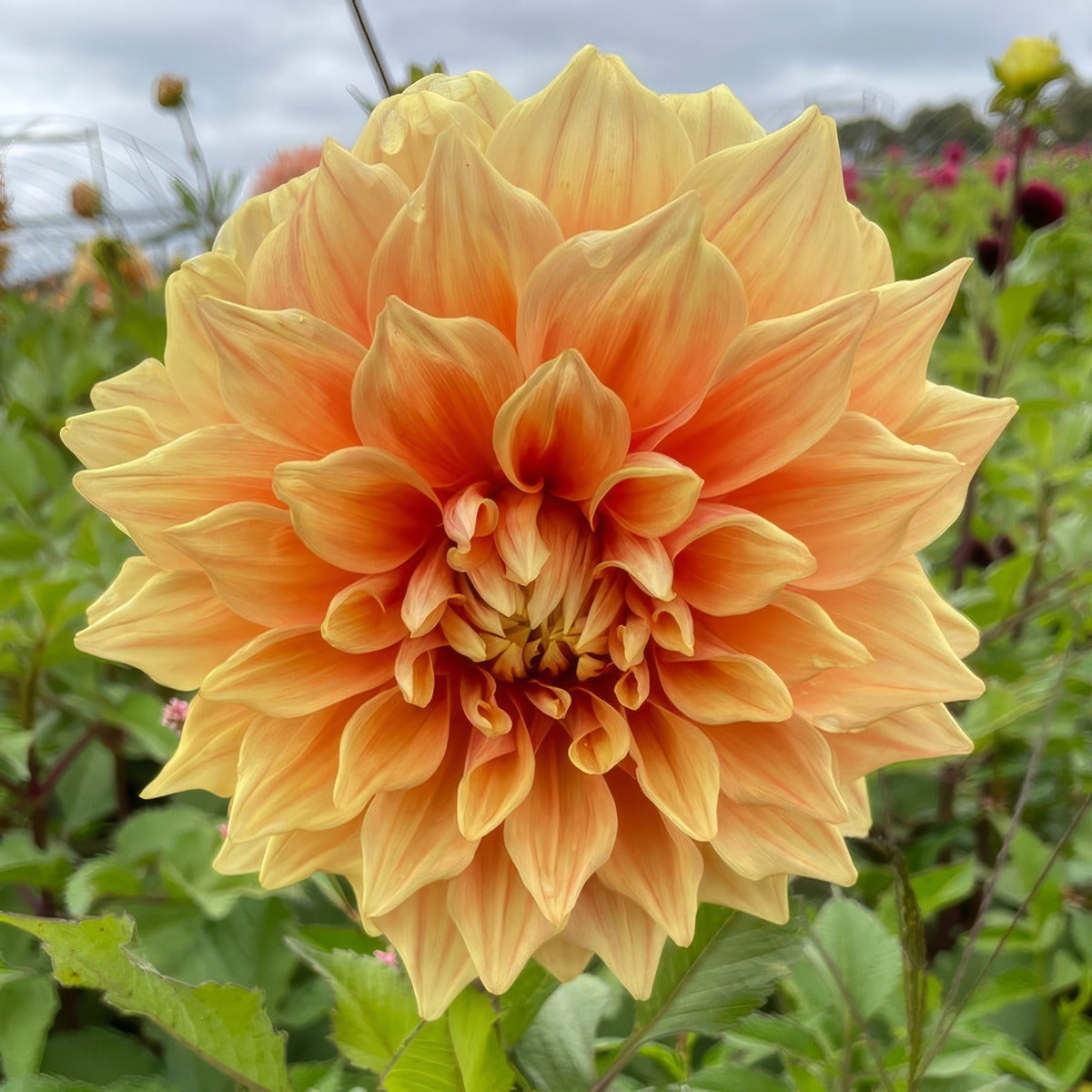 Dahlia Winkie Whopper Pkdahwwh - Garden Express Australia