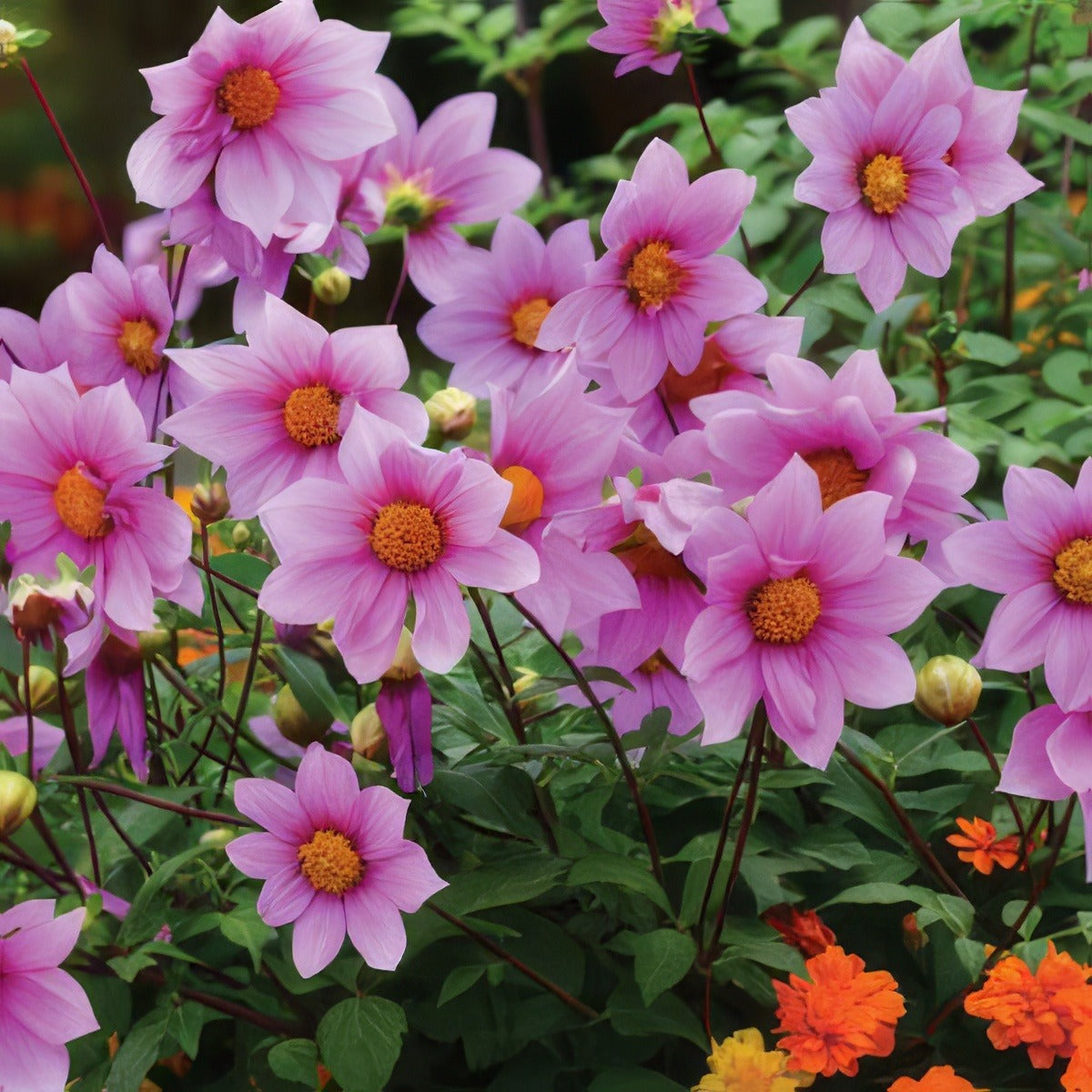 Tree Dahlia Dwarf Dark Pink Pktdaddp - Garden Express Australia