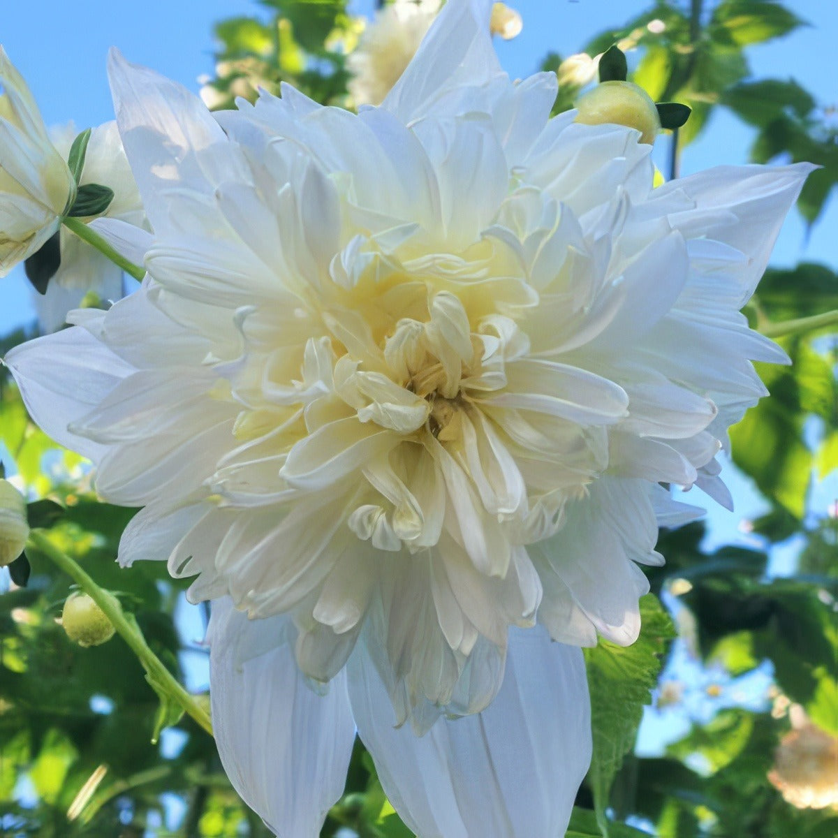 Tree Dahlia Double White Pktdadwh - Garden Express Australia