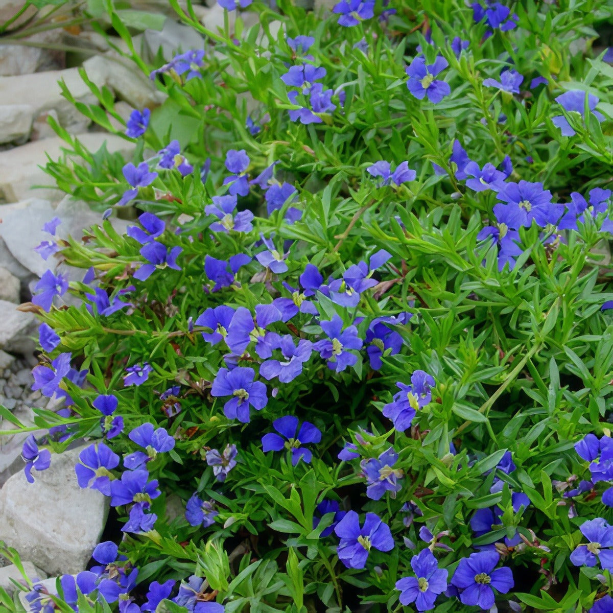 Dampiera Diversifolia 15 Courtesy Karlgercens - Garden Express Australia