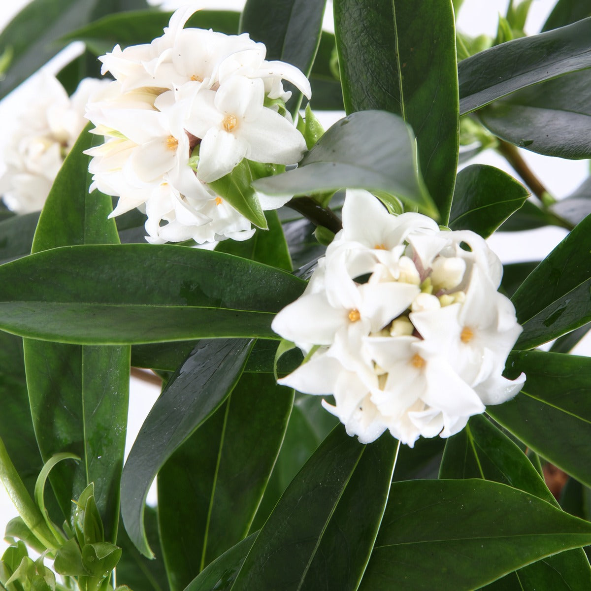 Daphne Perfume Princess White P14dapppw - Garden Express Australia