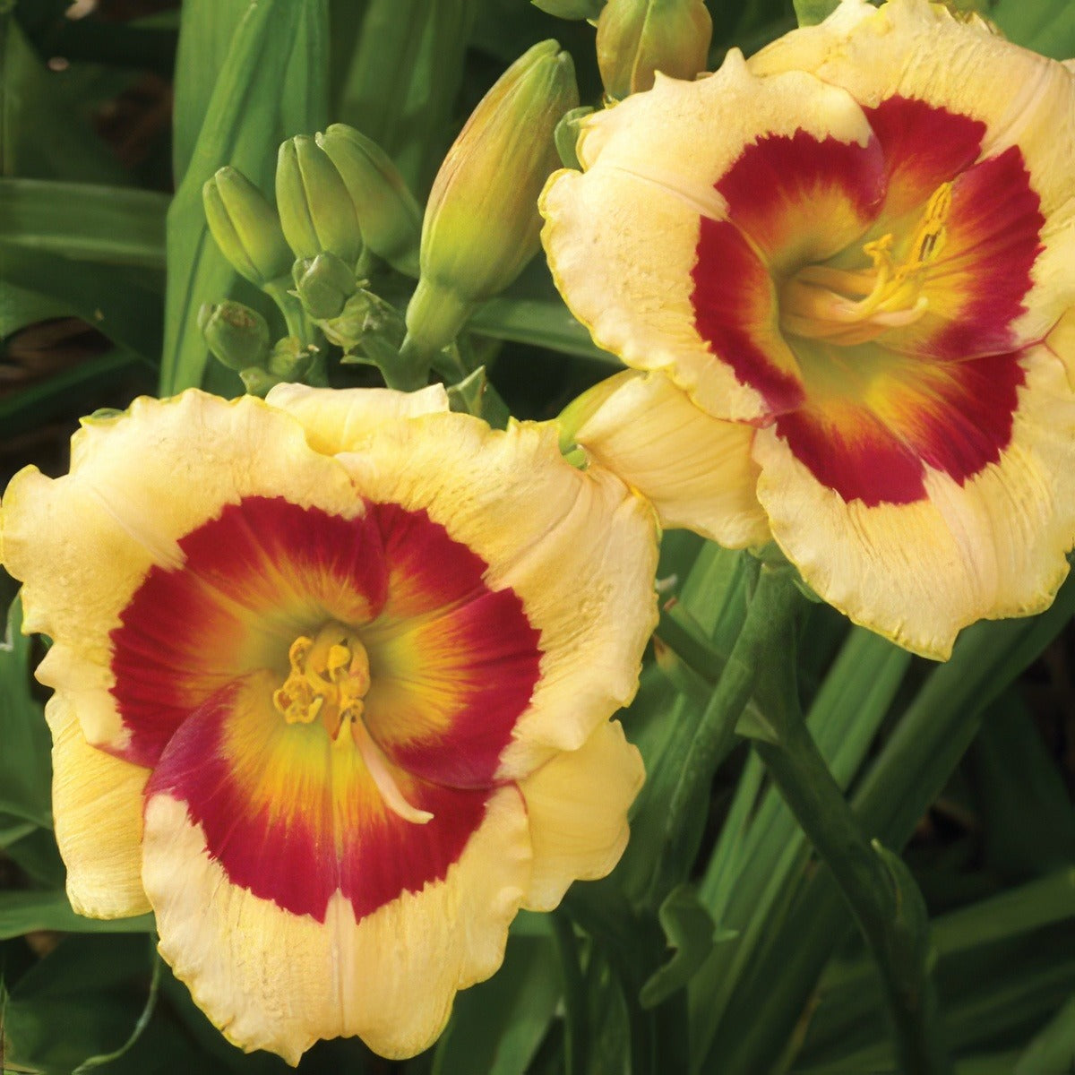 Daylily Mini Small Tempest 17 - Garden Express Australia