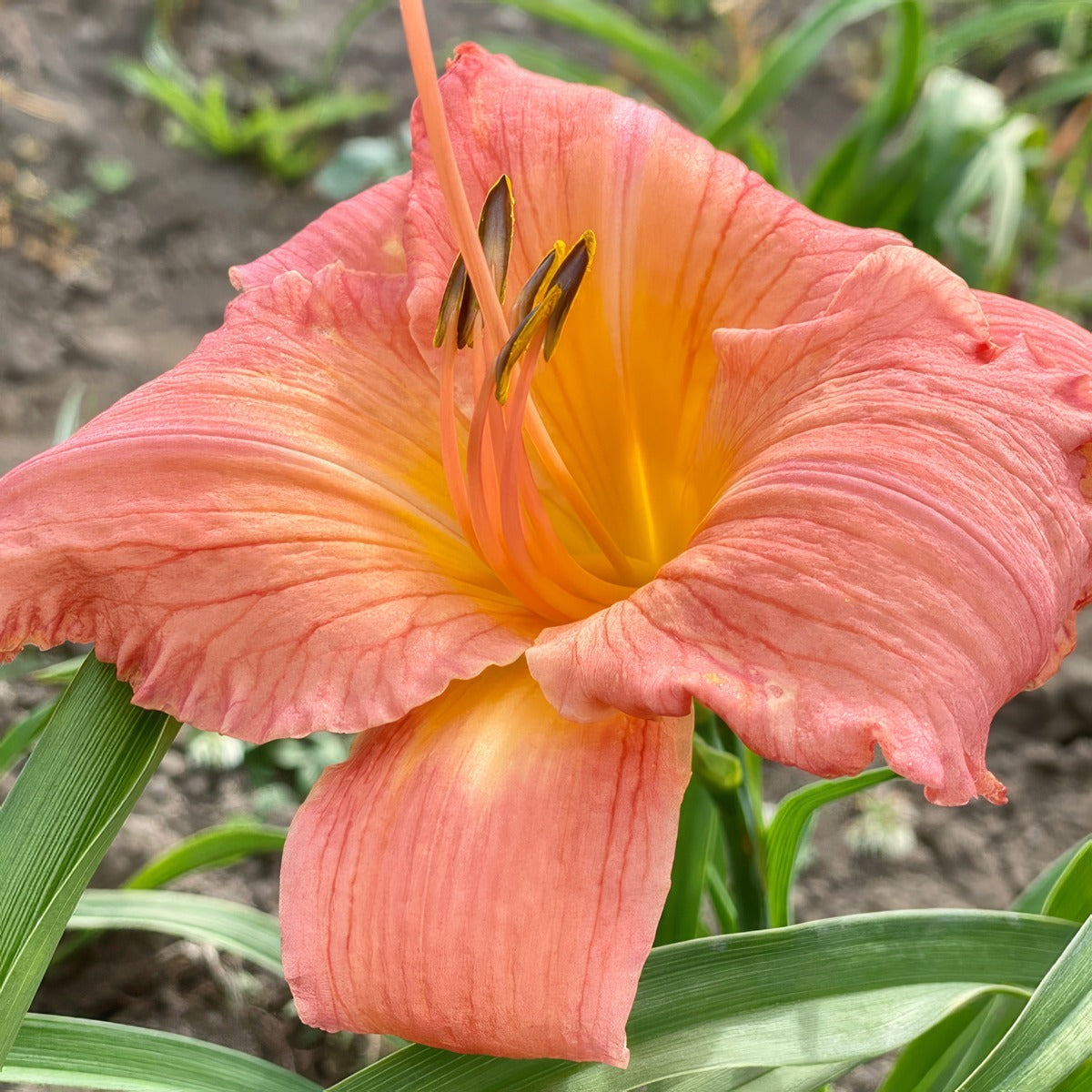Daylily Frank Gladney 2021 Pkdlifgl - Garden Express Australia