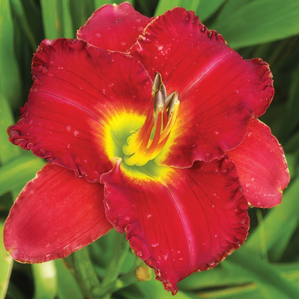 Daylily Tennessee Treasure Pkdlittr - Garden Express Australia