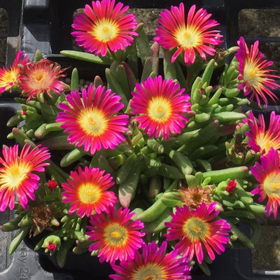 Delosperma Sun Diamond Magenta - Garden Express Australia