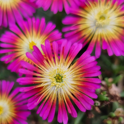 Delosperma Sun Diamond Magenta P14delsdm - Garden Express Australia