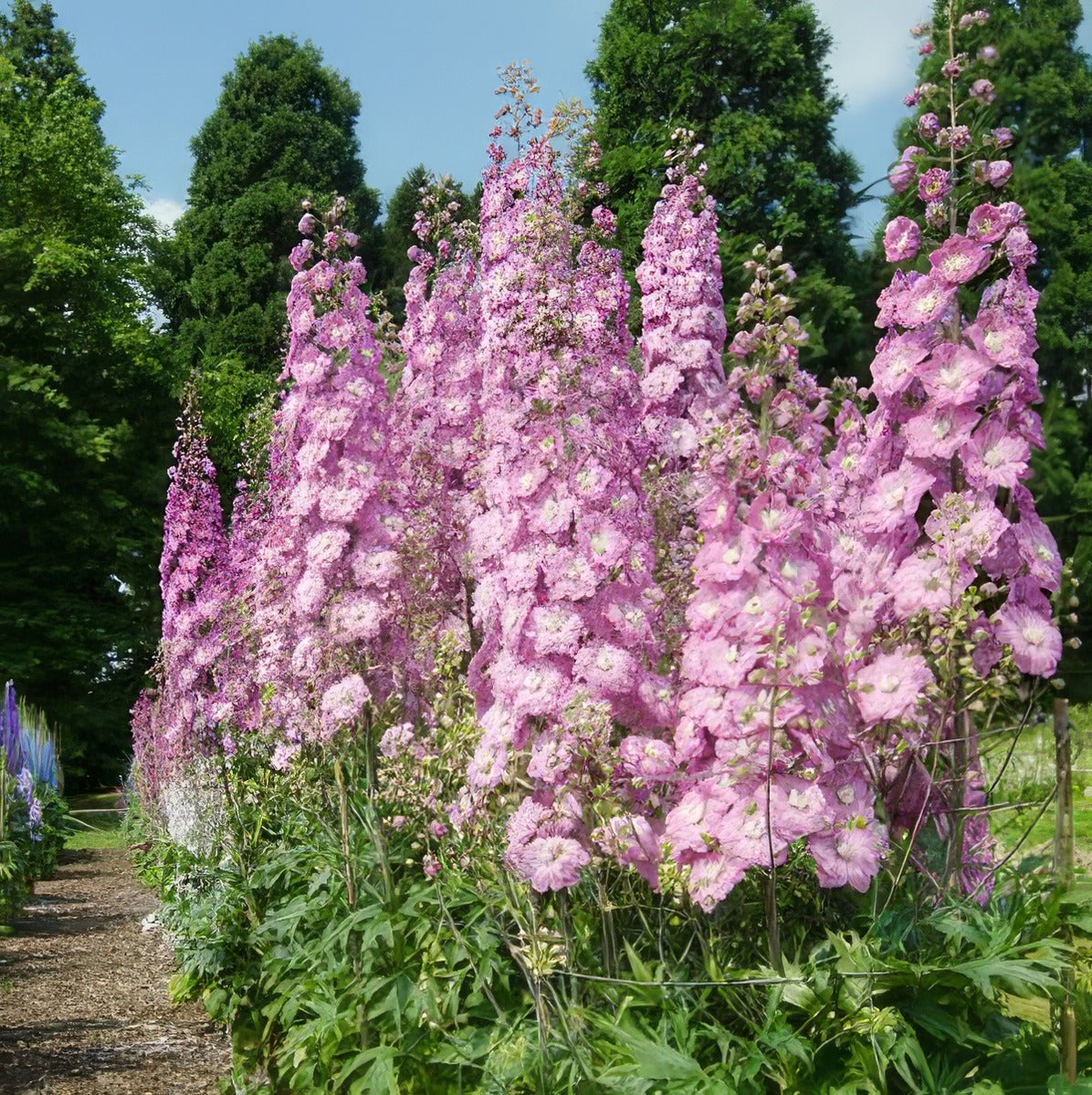Delphinium Astrolat 141 - Garden Express Australia