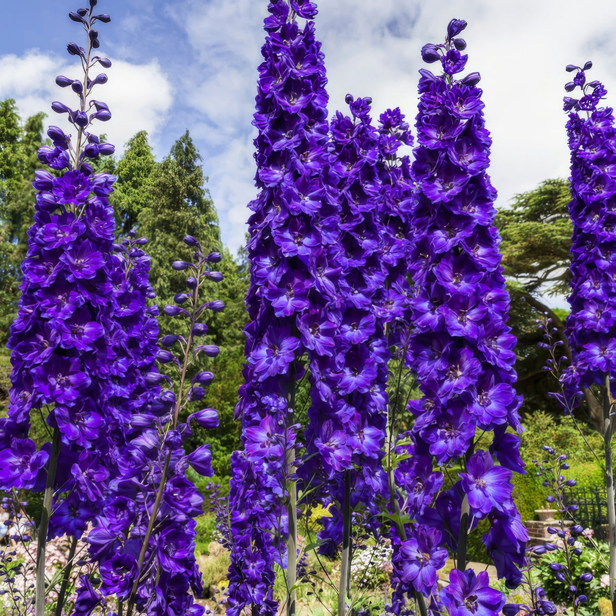 Delphinium Black Knight 2021 Pkdelbkn - Garden Express Australia