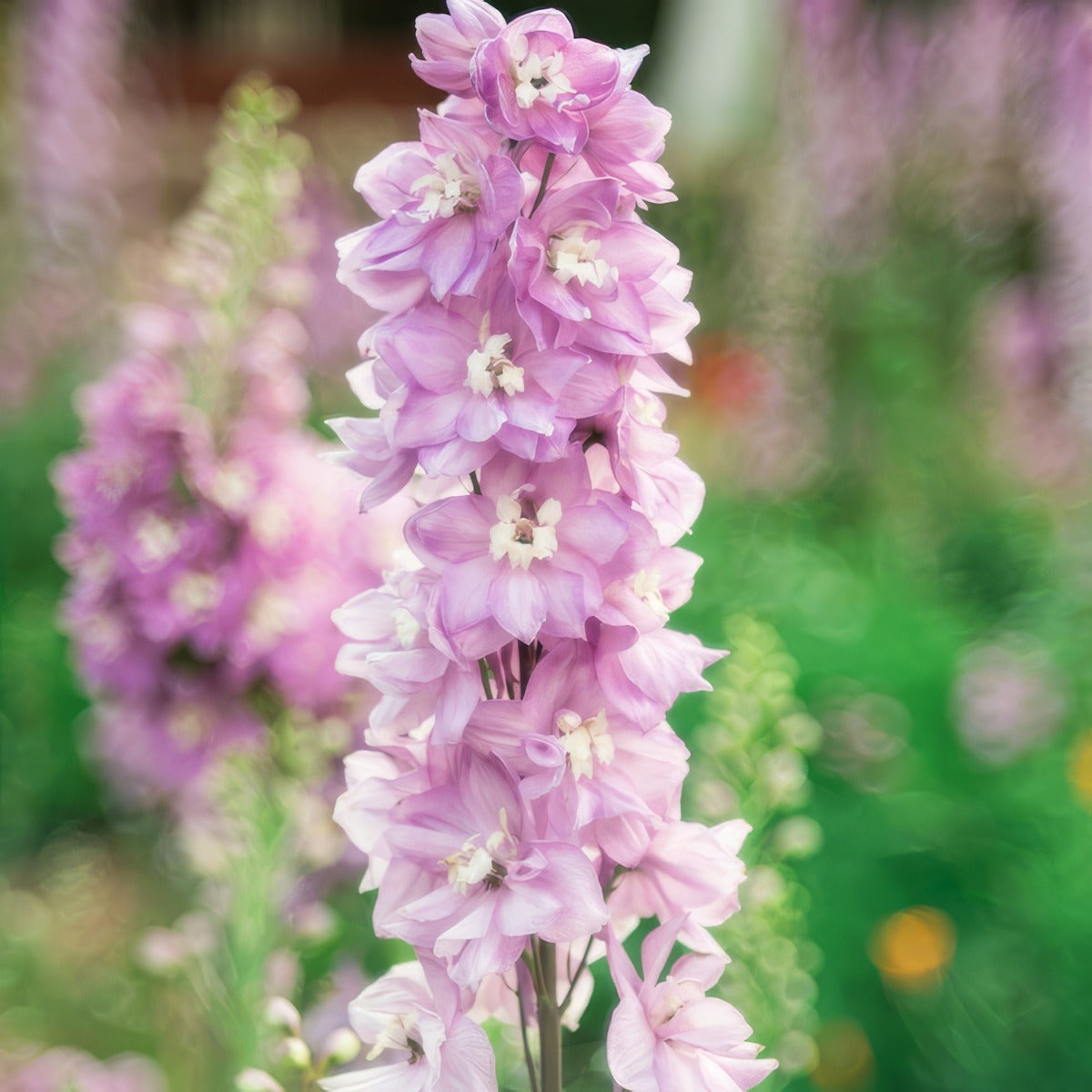 Delphinium Dwarf Cherry Blossom P68deldcb - Garden Express Australia