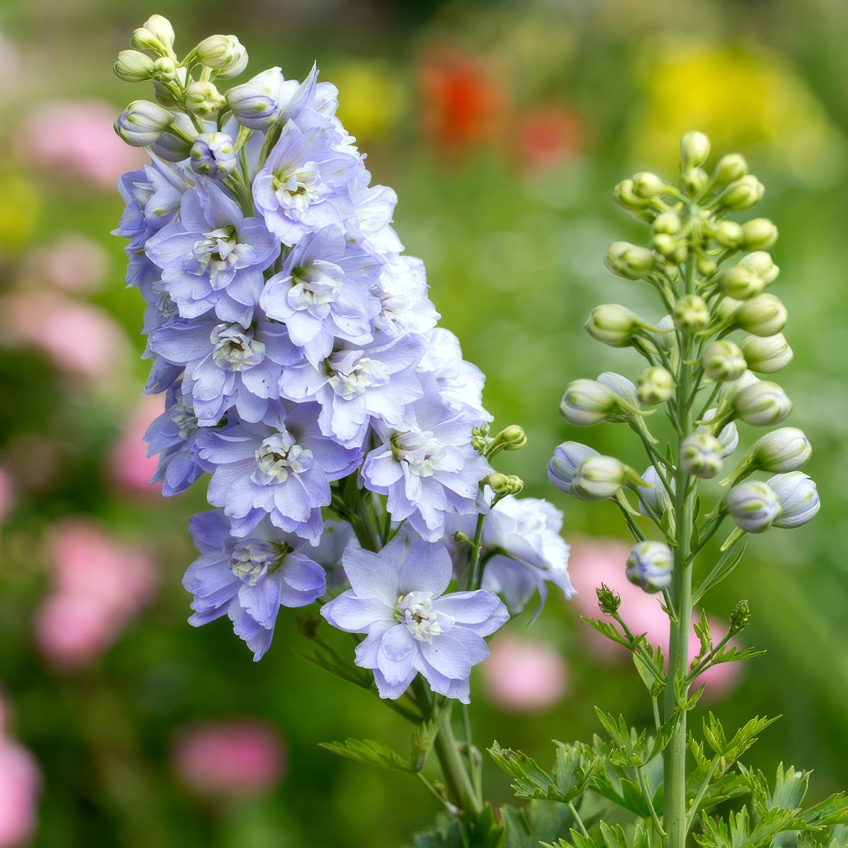 Delphinium Guardian Lavender P68delgla - Garden Express Australia