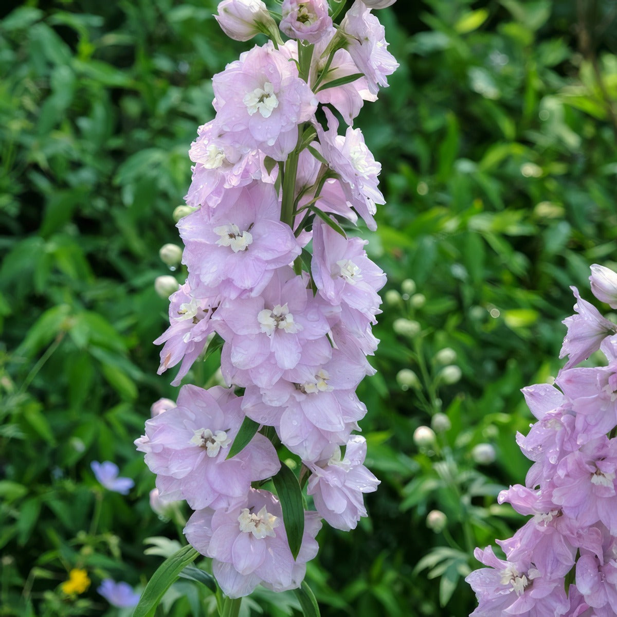 Delphinium Guinevere P68delgui - Garden Express Australia