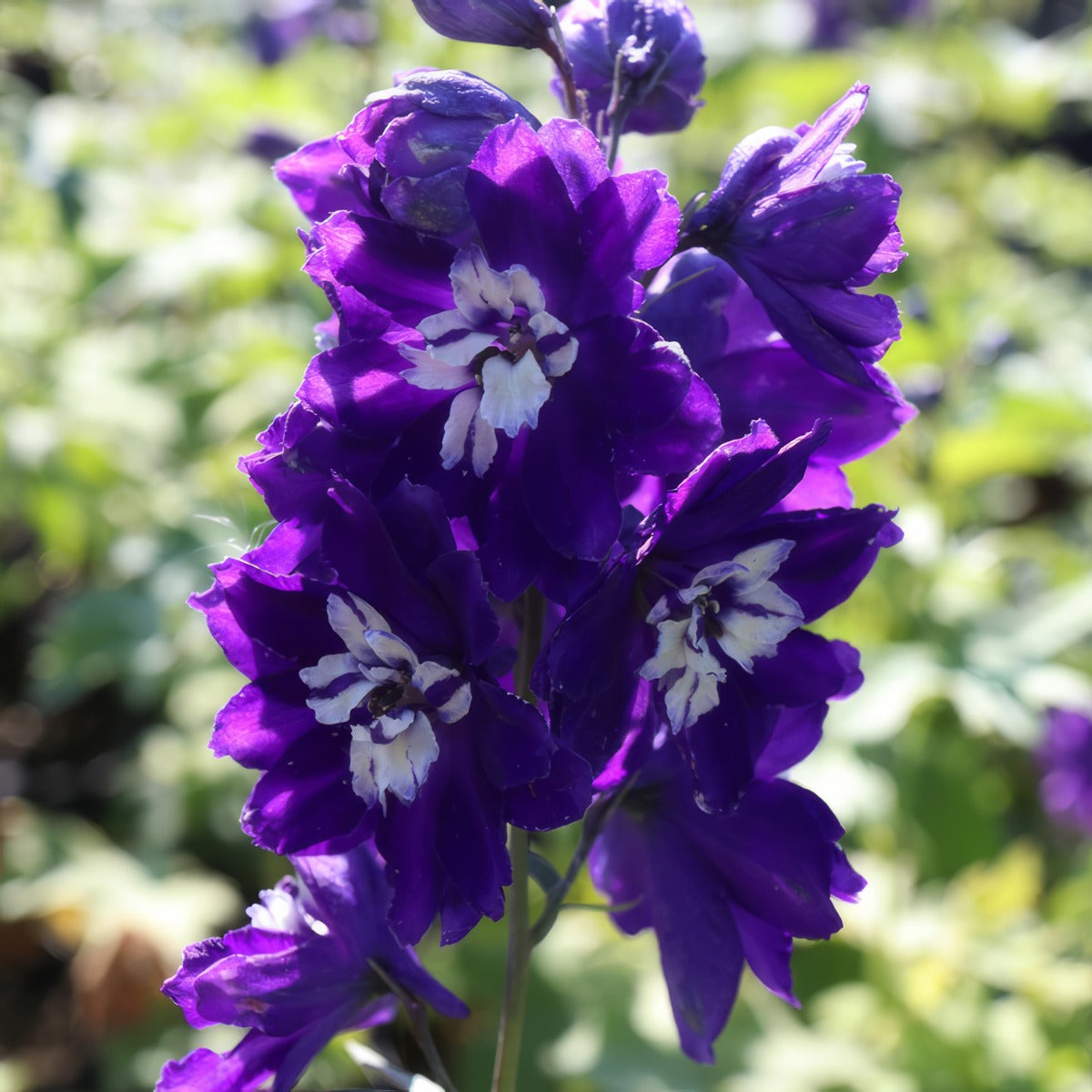 Delphinium King Arthur P68delkar - Garden Express Australia