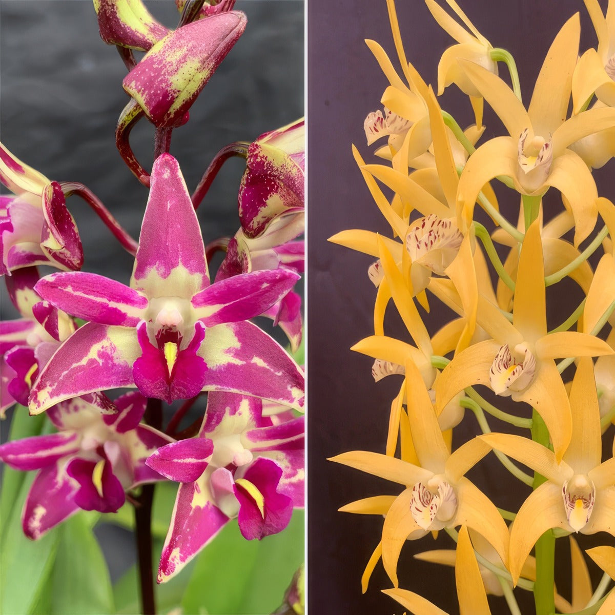 Dendrobium Orchid Cobber Lavender And Lime X Dingadee Gold Hn Lpodorcldg - Garden Express Australia