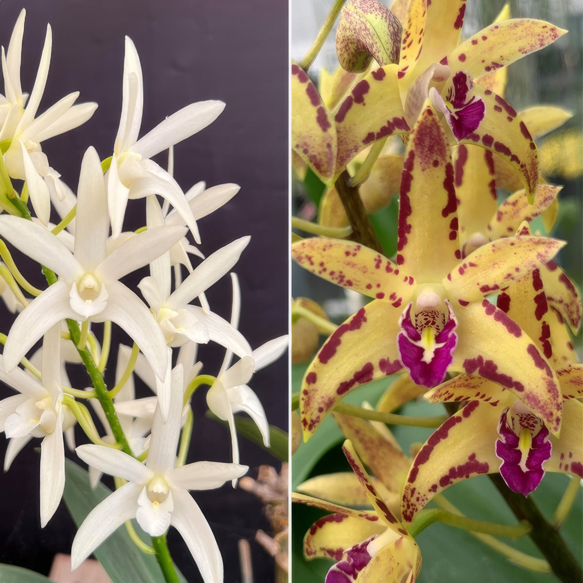 Dendrobium Orchid Greta Snow Cheryl X Brimbank Cosmic Cobber Journey Lpodorgsb - Garden Express Australia