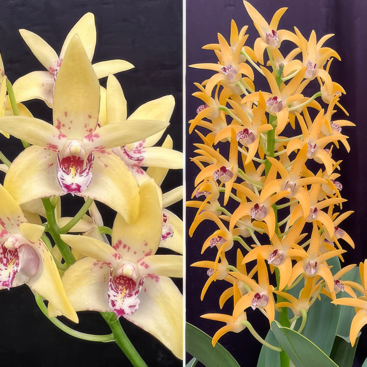 Dendrobium Orchid Hunter Titanum Steroids X Cosmic Gold Sandy Lpodorhtcg - Garden Express Australia