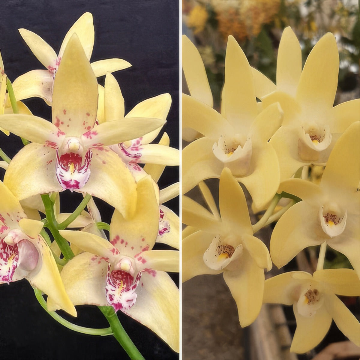 Dendrobium Orchid Hunter Titanum Steroids X Dunokayla Mogo Lpodorhtdm - Garden Express Australia