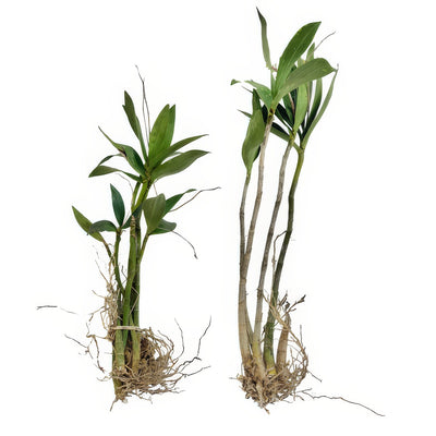 Dendrobium Pink Rock Orchid Plants - Garden Express Australia