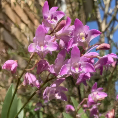 Dendrobium Orchid Pink Upscale 600w - Garden Express Australia