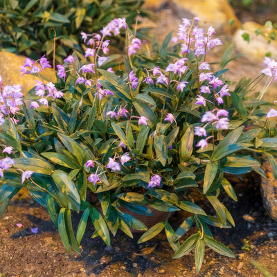 Dendrobium Orchid Pink Pladorpin - Garden Express Australia